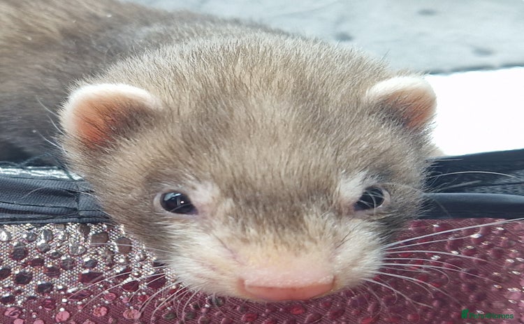 Ferret rodents - Advert 8