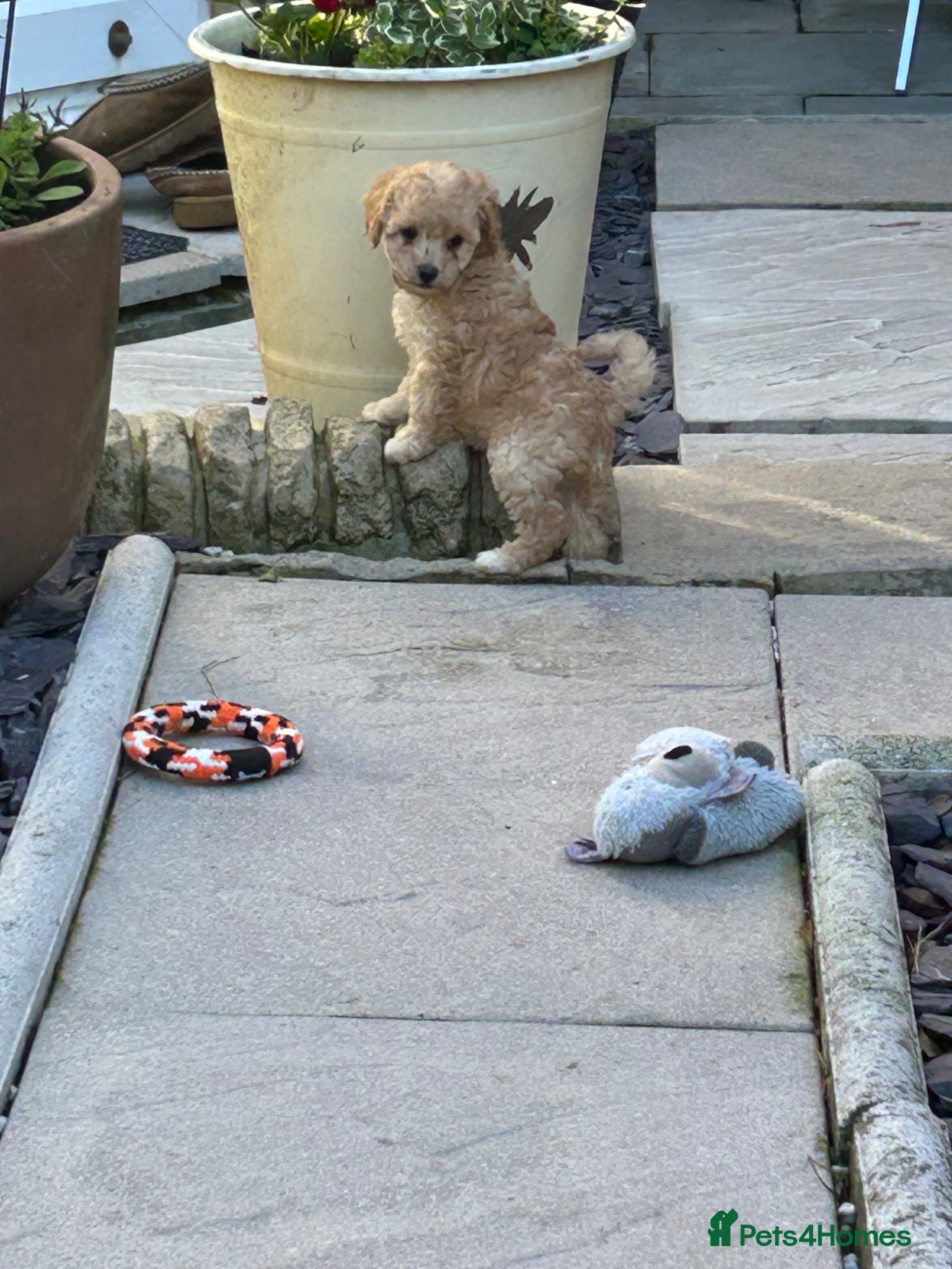 Toy Poodle dogs Stunning & outstanding KC reg toy poodles  - Advert 2