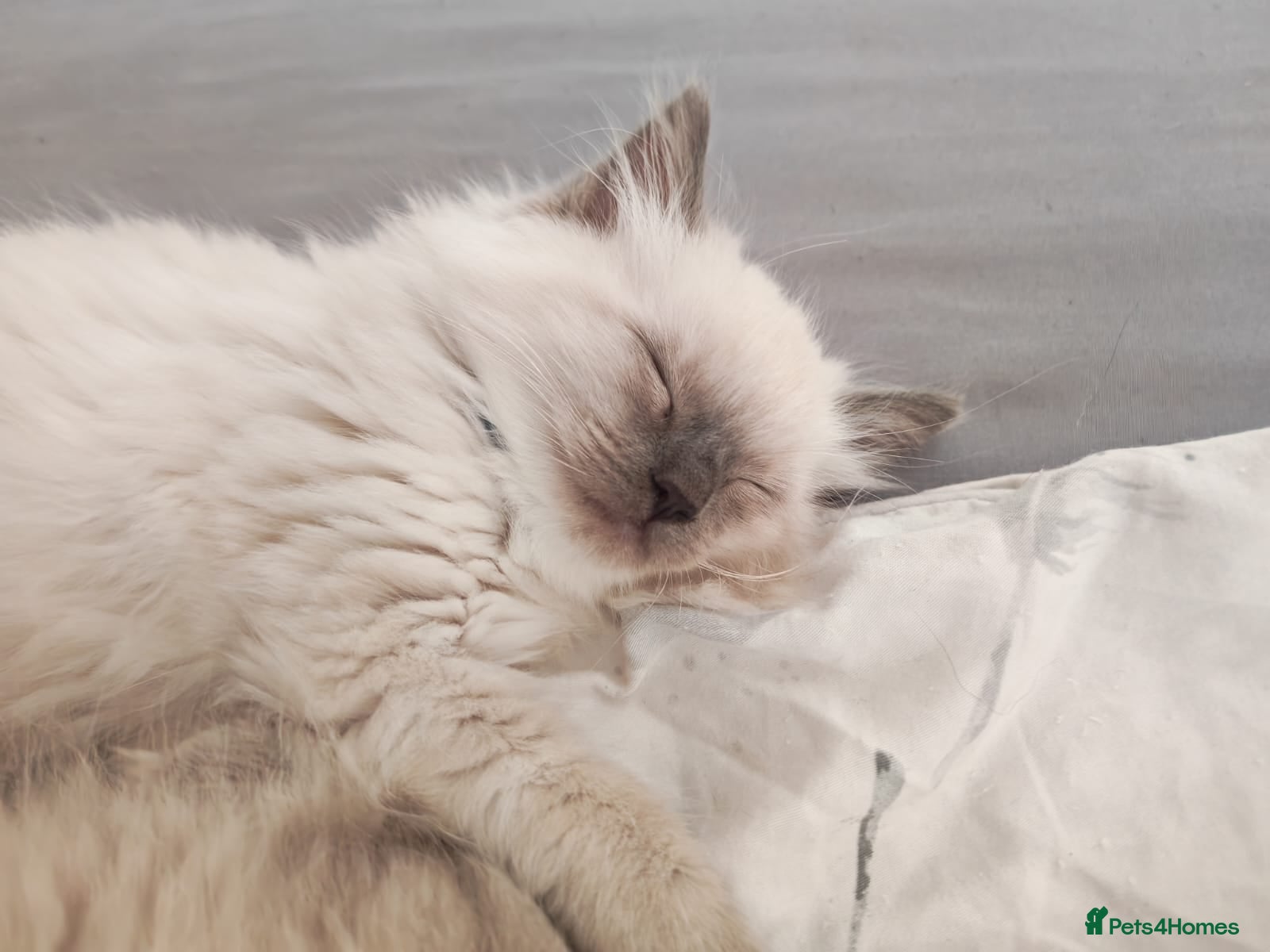 Ragdoll cats Quality Ragdoll Kittens (last male available) - Advert 1