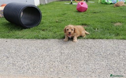 Cockapoo dogs for sale: Beautiful Cockapoo puppies for sale - Image 19