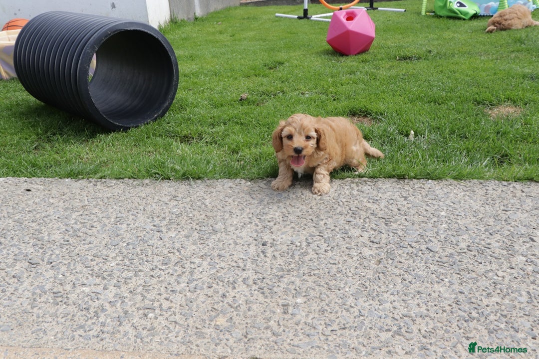 Cockapoo dogs for sale: Beautiful Cockapoo puppies for sale - Image 19