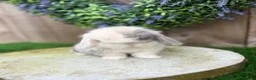 Mini Lop rabbits for sale: ⭐️ QUALITY FRIENDLY BABY MINI LOPS ⭐️ - Advert 3