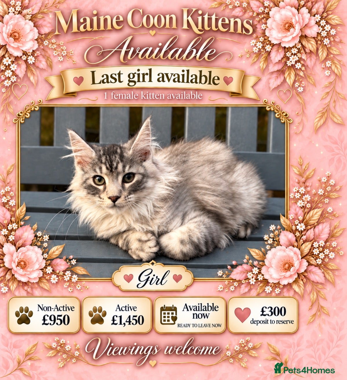 Maine Coon cats GCCF GIRL AVAILABLE – READY TO LEAVE NOW - Advert 3