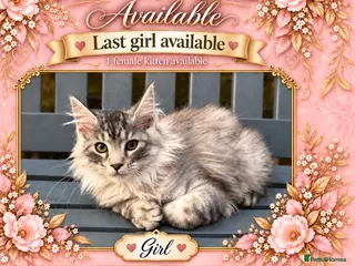 Maine Coon cats GCCF GIRL AVAILABLE – READY TO LEAVE NOW - Advert 3