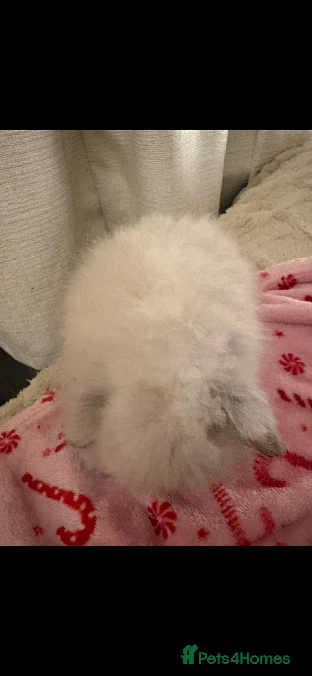 Mini Lion Lop rabbits for sale: Gorgeous Fluffy Double Mane mini lion lop bunny’s  - Advert 15