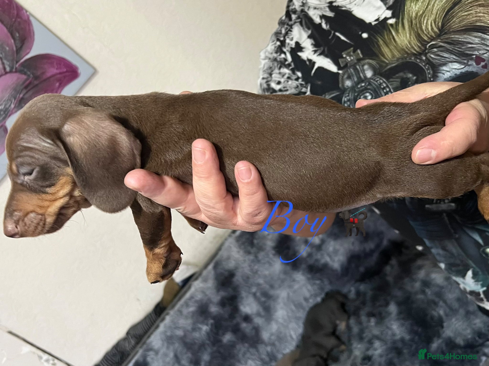 Miniature Dachshund dogs Miniature Dachshund  - Advert 16