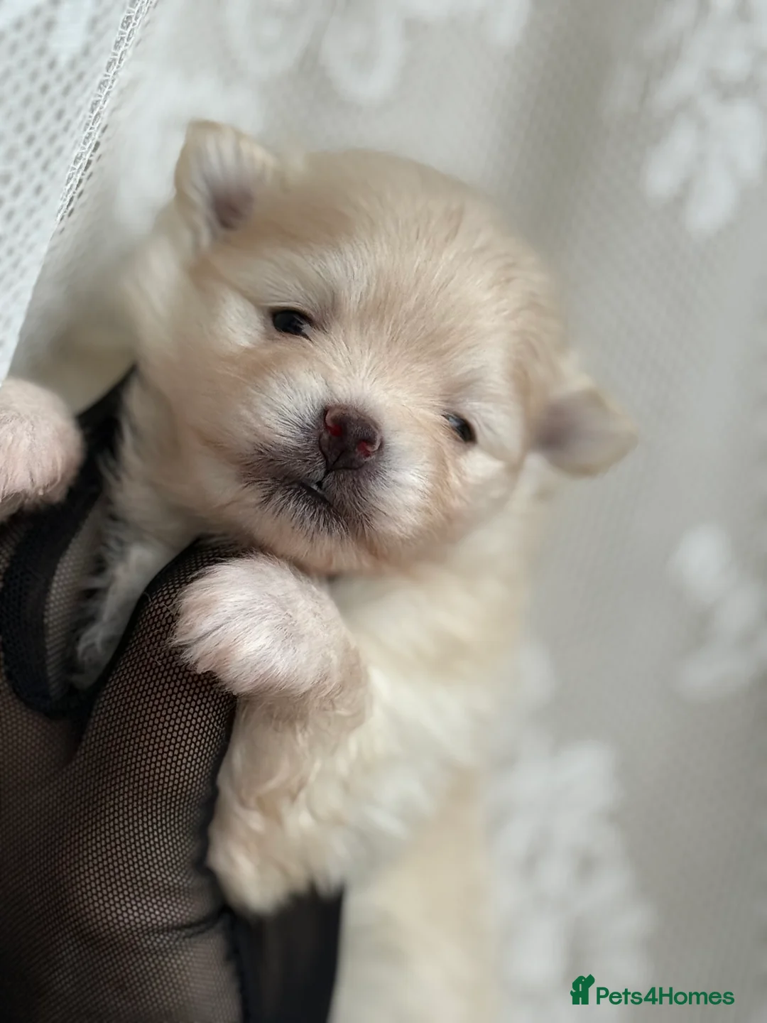 Pomeranian dogs for sale: Black and cream puppies - Advert 19
