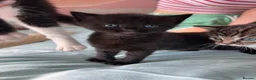 Mixed Breed cats for sale: 3 beautiful kittens ready for adventure  in Harwich - Advert 21