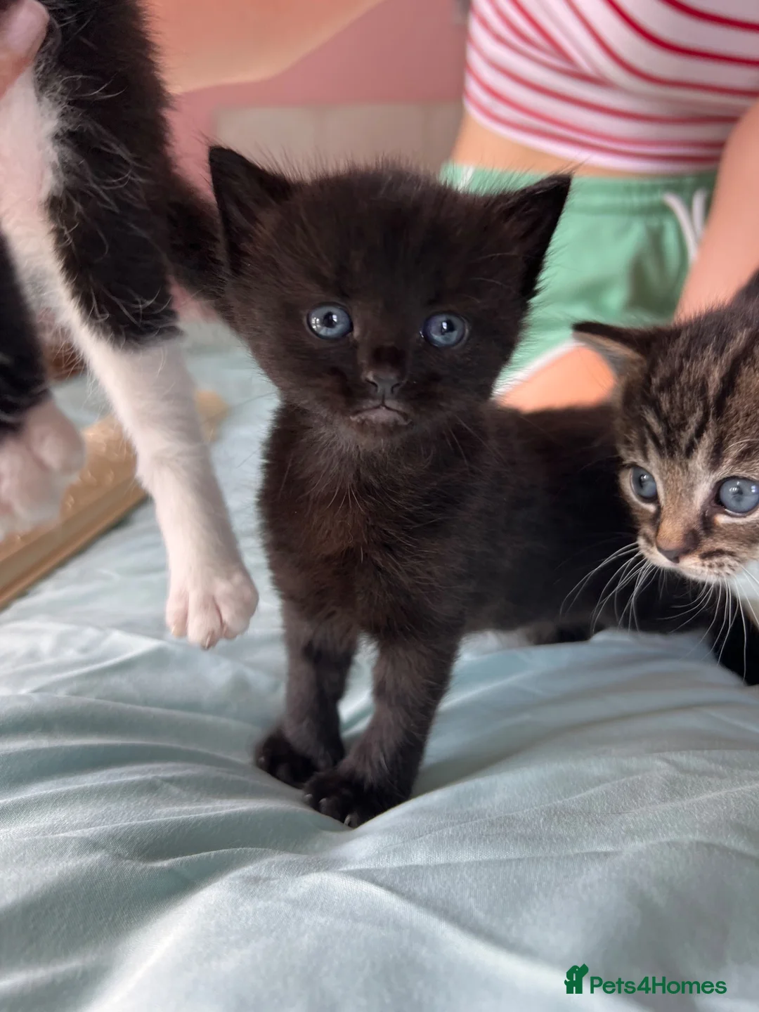 Mixed Breed cats for sale: 3 beautiful kittens ready for adventure  in Harwich - Advert 21