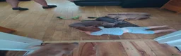 American Bully dogs for sale: Pocket bullies top class bloodlines  - Advert 13