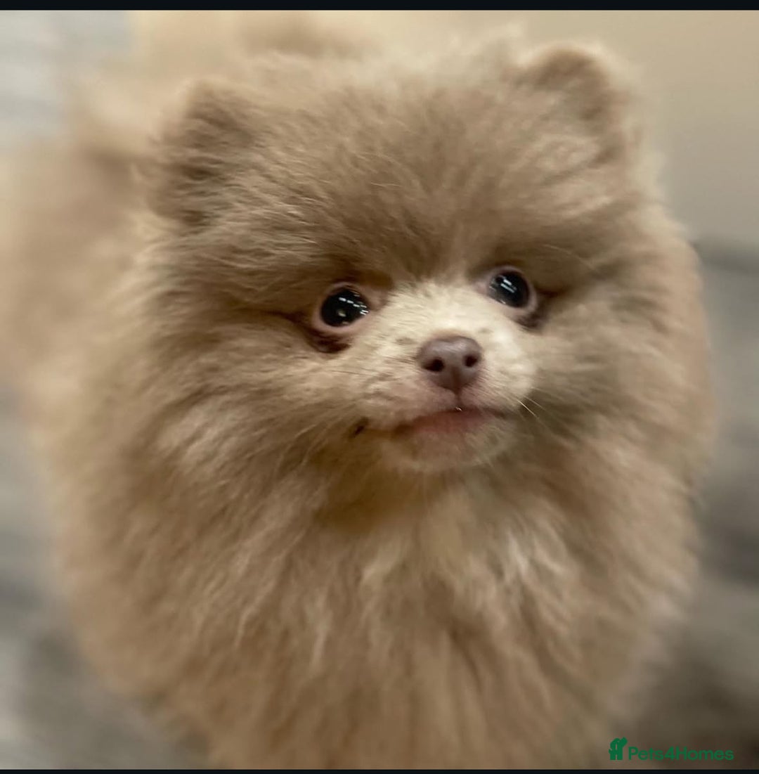 Pomeranian dogs for sale: Pomchi - Advert 3