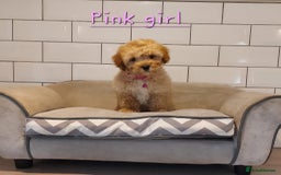 Cavachon dogs for sale: Cavapoochon’s boy and girl - Advert 8