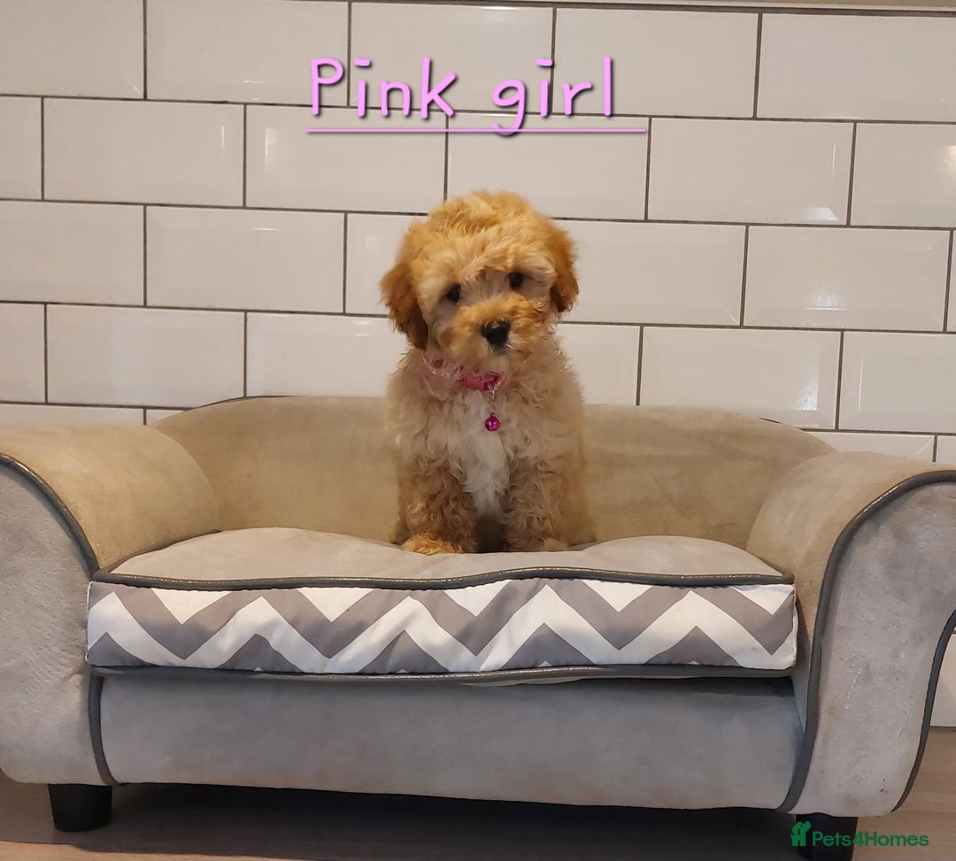 Cavachon dogs for sale: Cavapoochon’s boy and girl - Advert 8