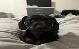 Dachshund dogs for sale: Miniature dachshund  - Image 13