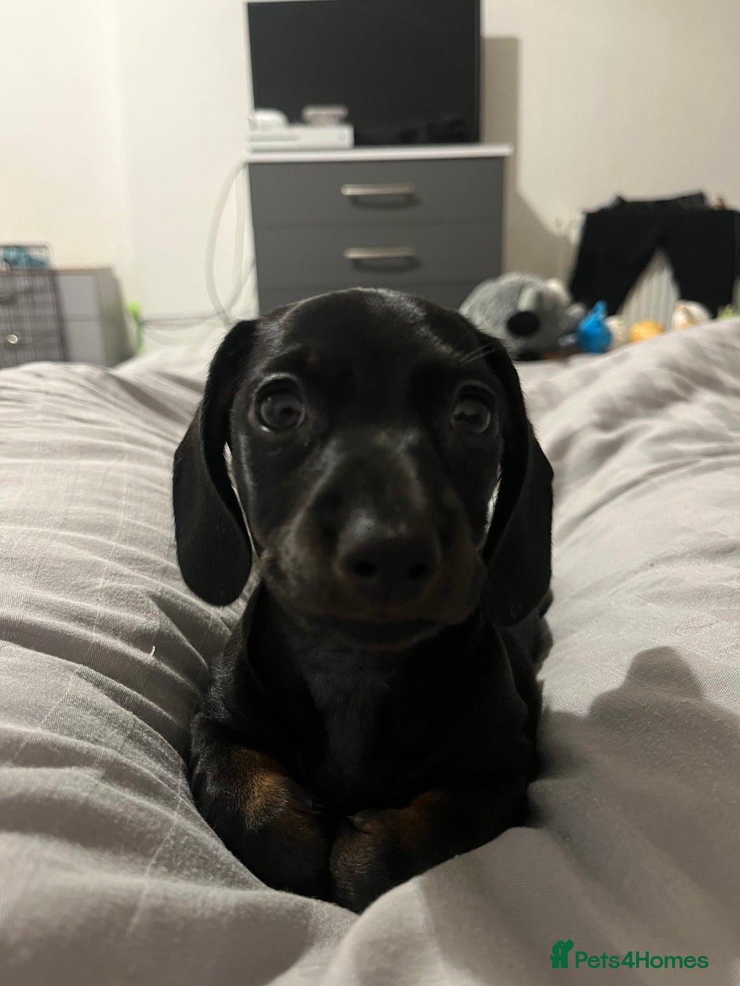 Dachshund dogs for sale: Miniature dachshund  - Image 13