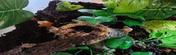 Snails invertebrates for sale: Giant african land snails - Advert 2