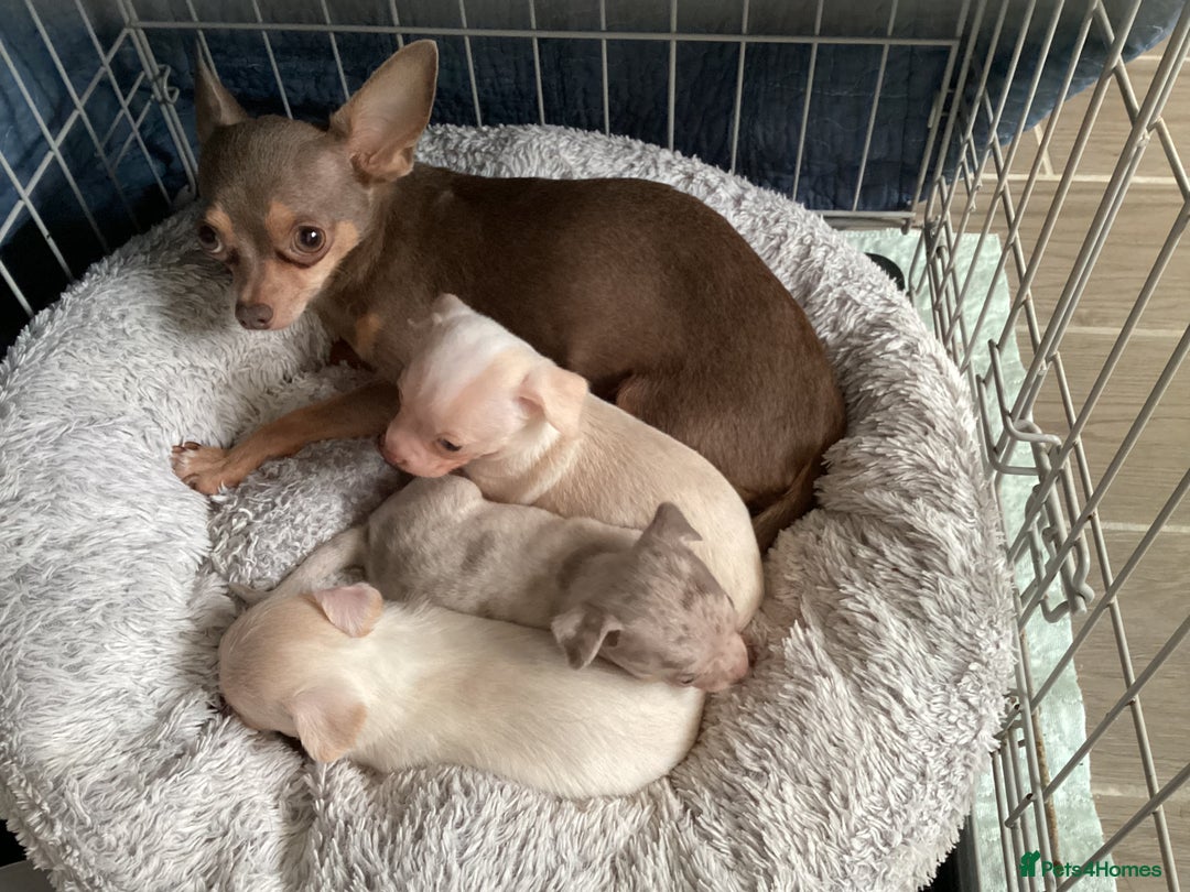 Chihuahua dogs for sale: Chihuahua babies ready now - Image 21