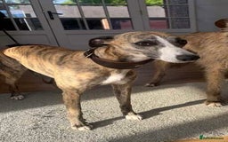 Mixed Breed dogs for sale: Beautifully Bred broken coated Lurcher Puppies - Image 16