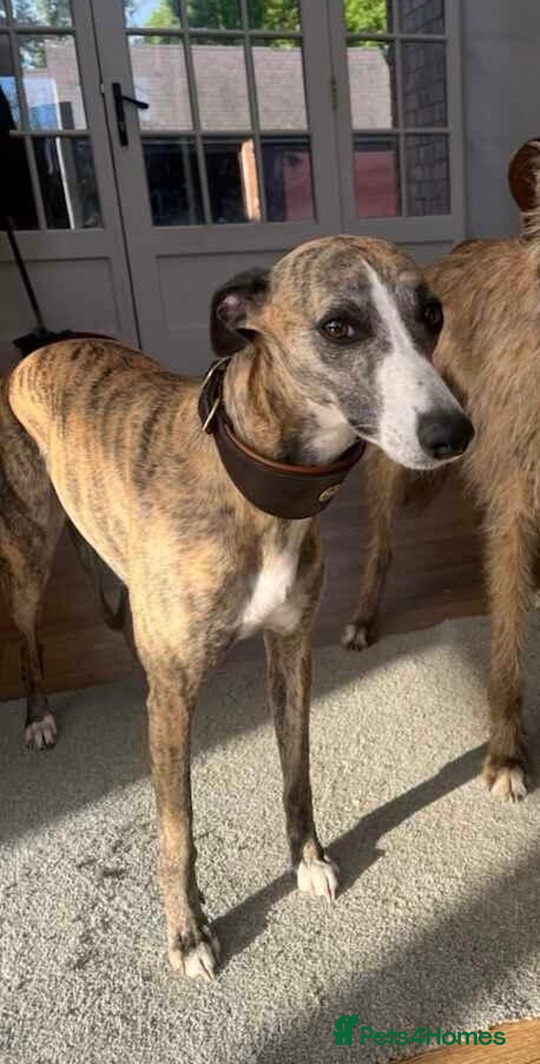 Mixed Breed dogs for sale: Beautifully Bred broken coated Lurcher Puppies - Image 16