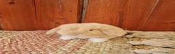 Mini Lop rabbits for sale: Paisley's Bunny Barn  - Advert 6