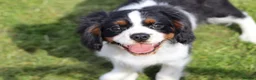 Cavalier King Charles Spaniel dogs for sale: Beautiful Cavalier King Charles Spaniel male  - Advert 33