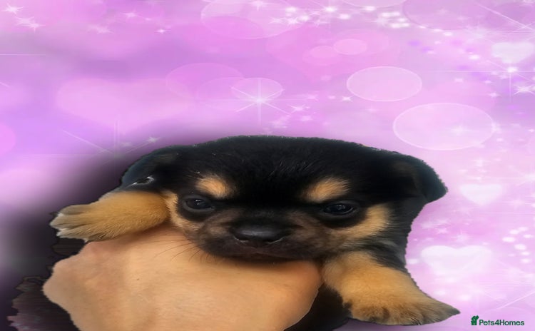 French Bulldog dogs - Advert 16