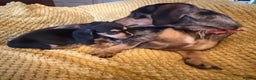 Dachshund dogs for sale: Dachshund pups Black and Tan  - Advert 2