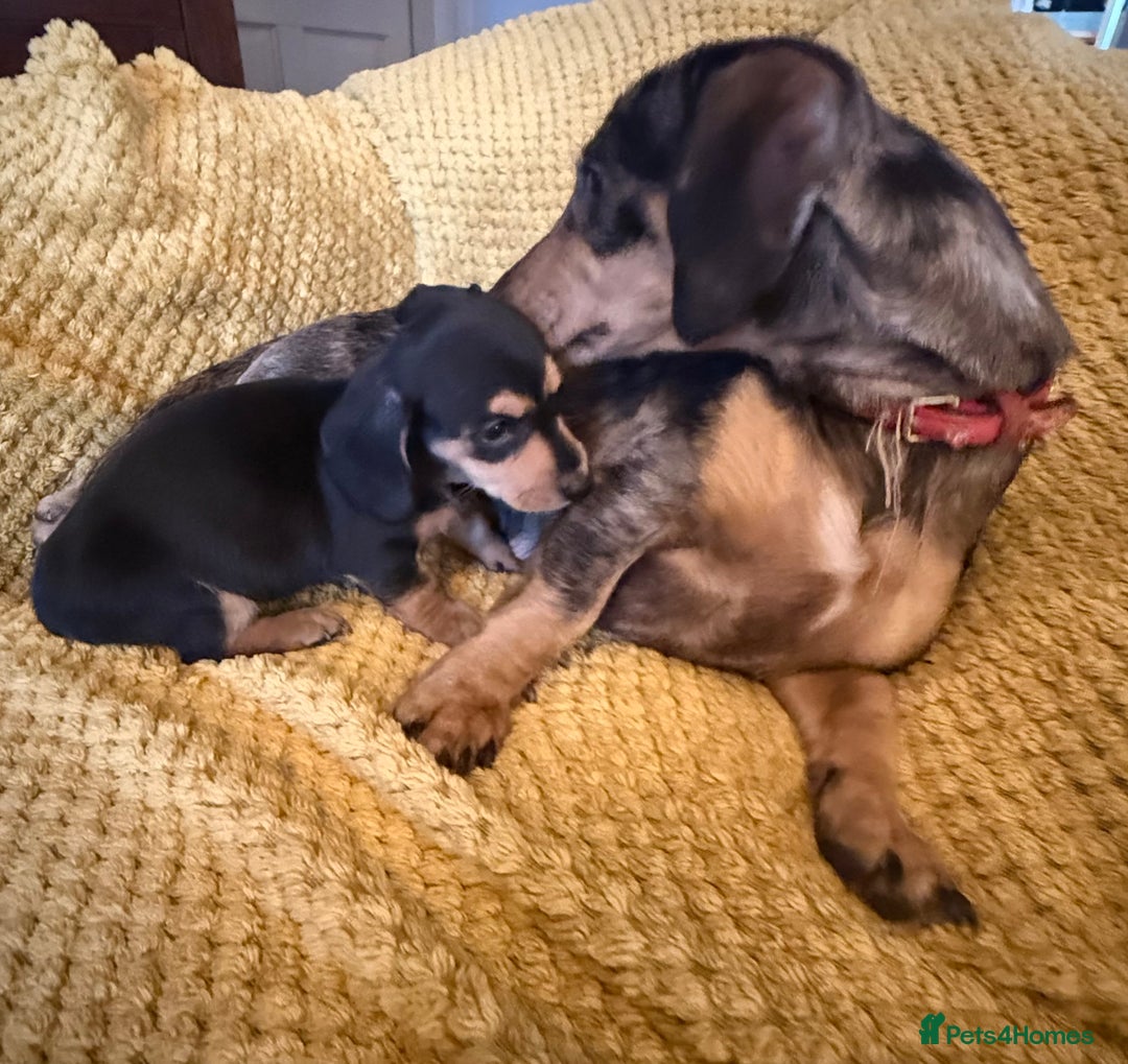 Dachshund dogs for sale: Dachshund pups Black and Tan  - Advert 2