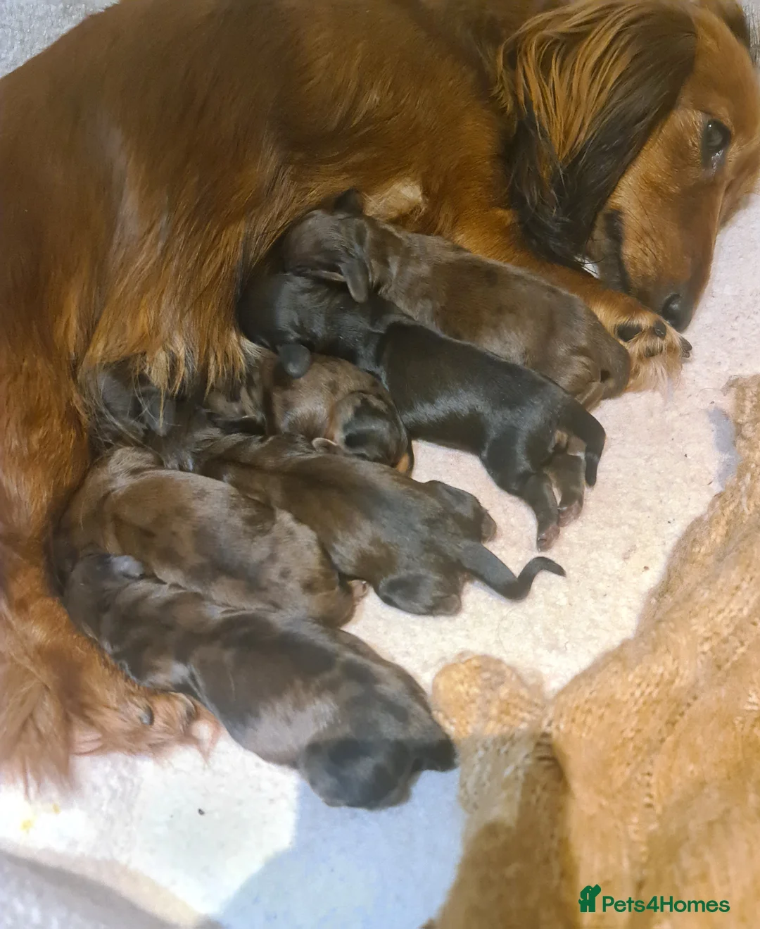 Miniature Dachshund dogs for sale: 6 beautiful long-haired dachshund pupps - Advert 6