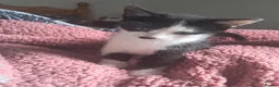 Mixed Breed cats for sale: 9 week old kittens  in Middlesbrough - Advert 4