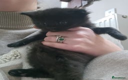 Mixed Breed cats for sale: 2 kittens for sale - Image 1