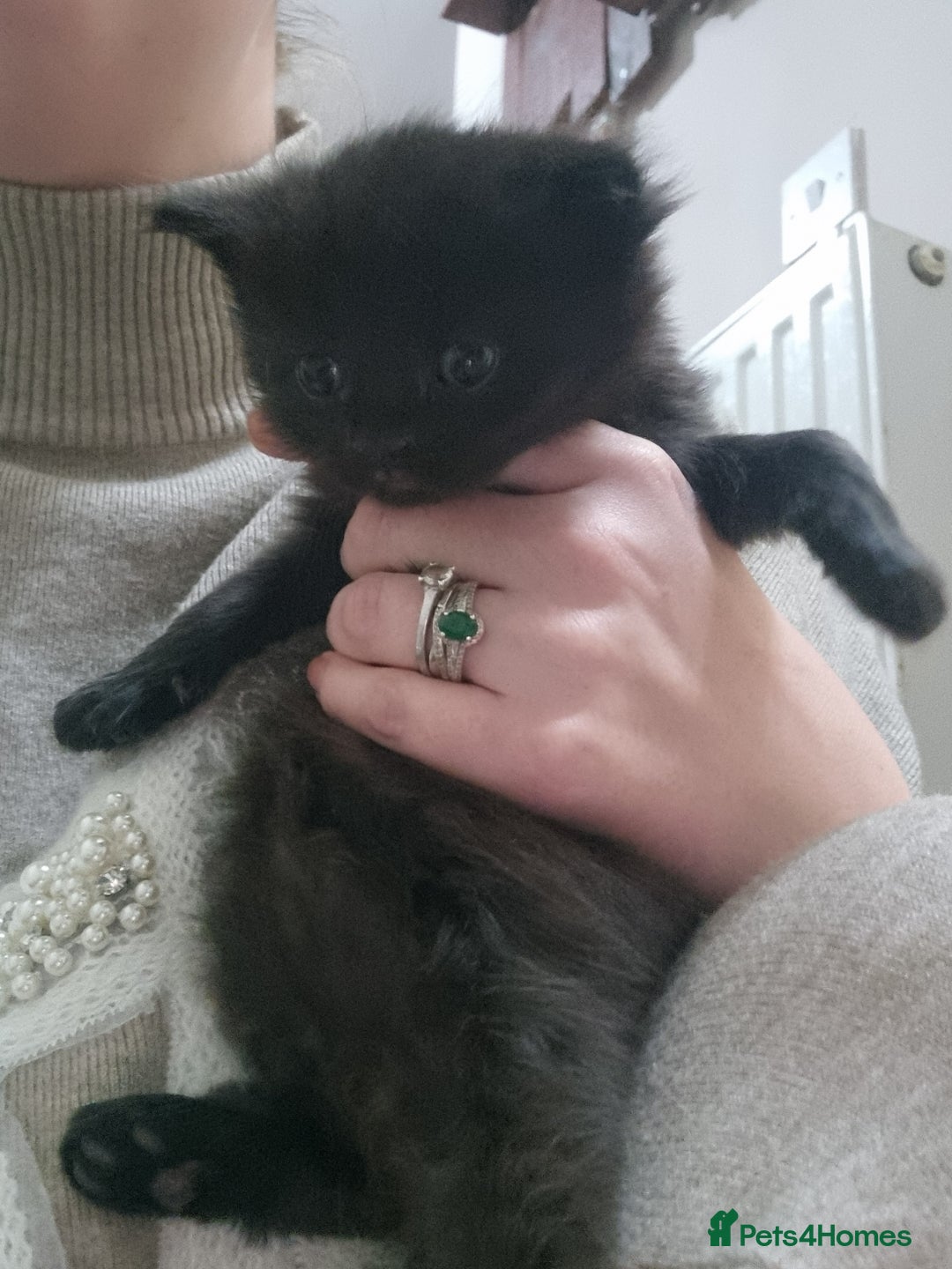 Mixed Breed cats for sale: 2 kittens for sale - Image 1