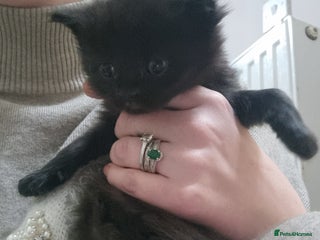 Mixed Breed cats for sale - Advert 1