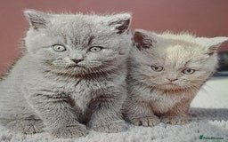 British Shorthair cats for sale: 2 girls available  - Image 3