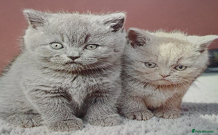British Shorthair cats - Advert 4