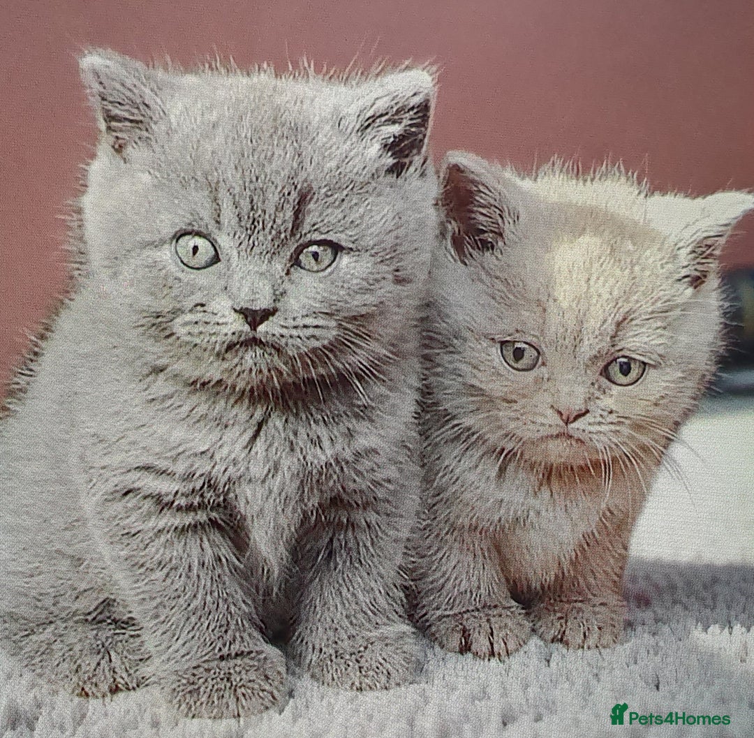 British Shorthair cats for sale: 2 girls available  - Image 3