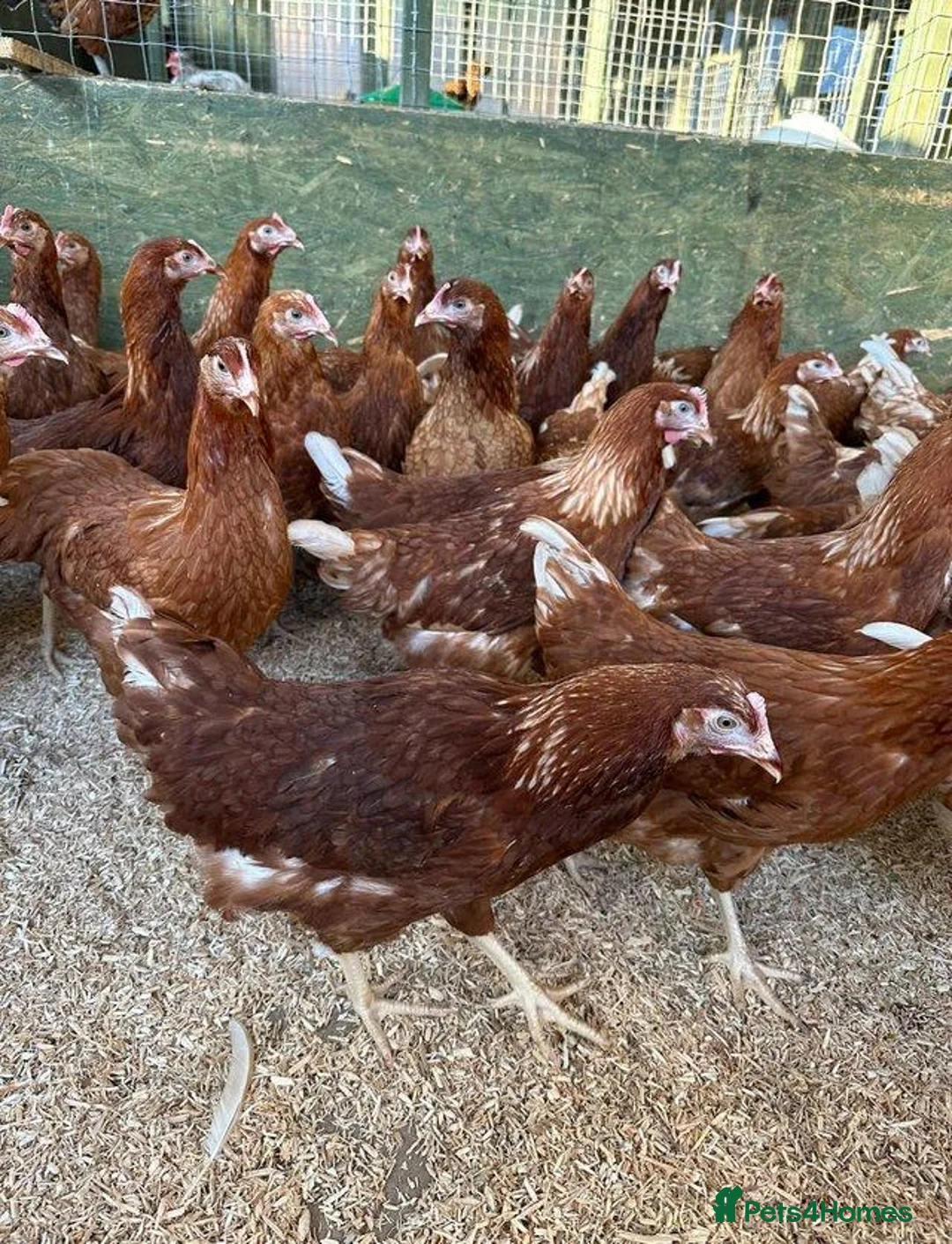 Hens poultry for sale: ISA brown POL hens in Edenbridge - Advert 1