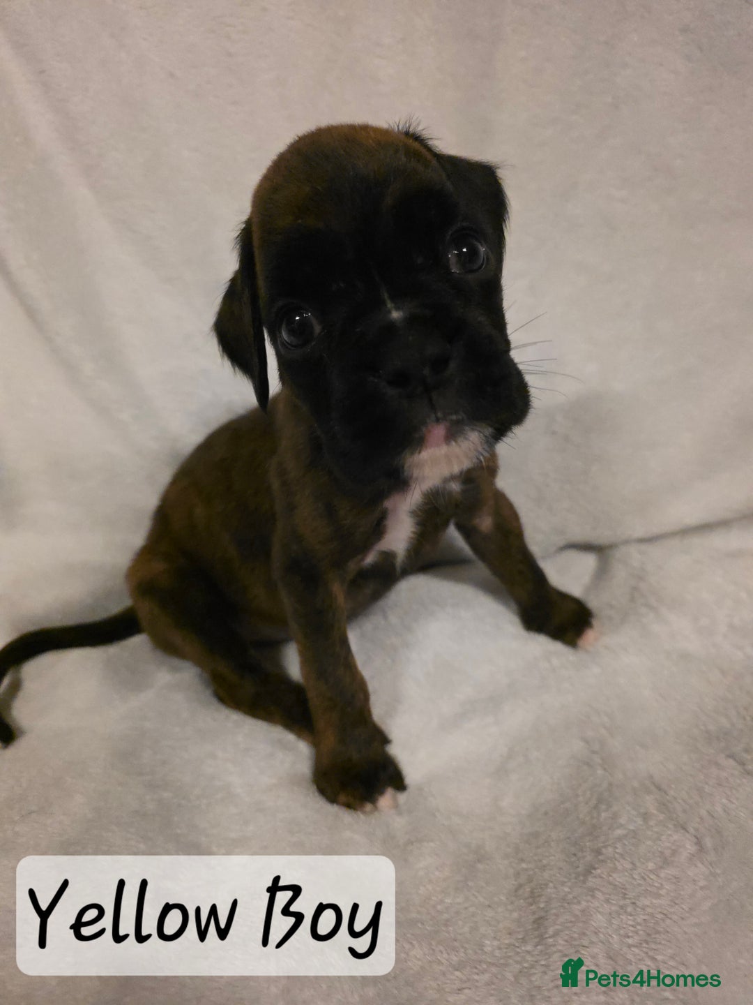 Boxer dogs for sale: Part European quality KC Reg Boxers - Advert 16