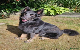 German Shepherd dogs for stud: PROVEN KC REG STRAIGHT BACK BLUE BICOLOUR in Redditch - Image 2
