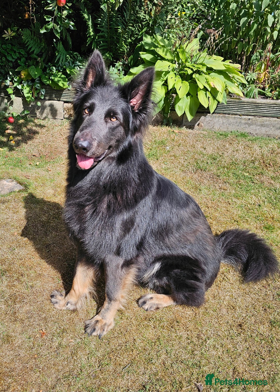 German Shepherd dogs for stud: PROVEN KC REG STRAIGHT BACK BLUE BICOLOUR in Redditch - Image 2