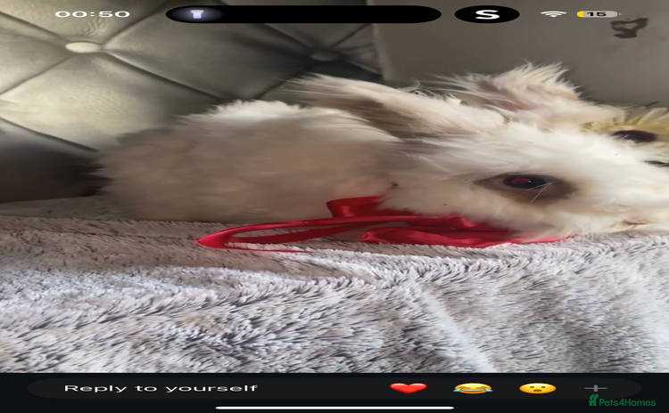 Angora rabbits - Advert 2