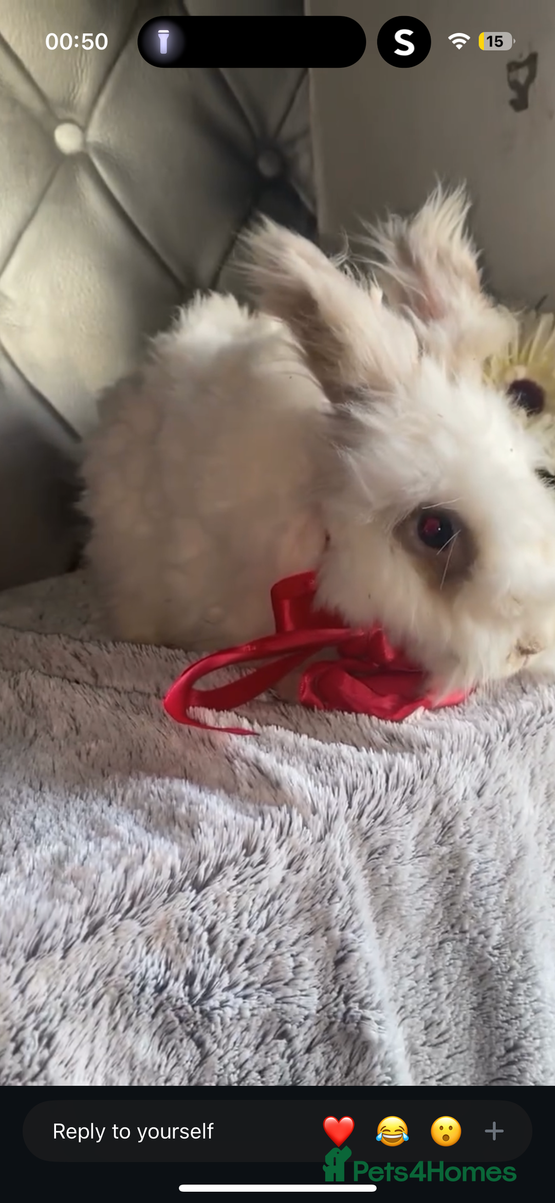 Angora rabbits for sale: (Not neutred) handsome pedigree imported Angora  - Image 1