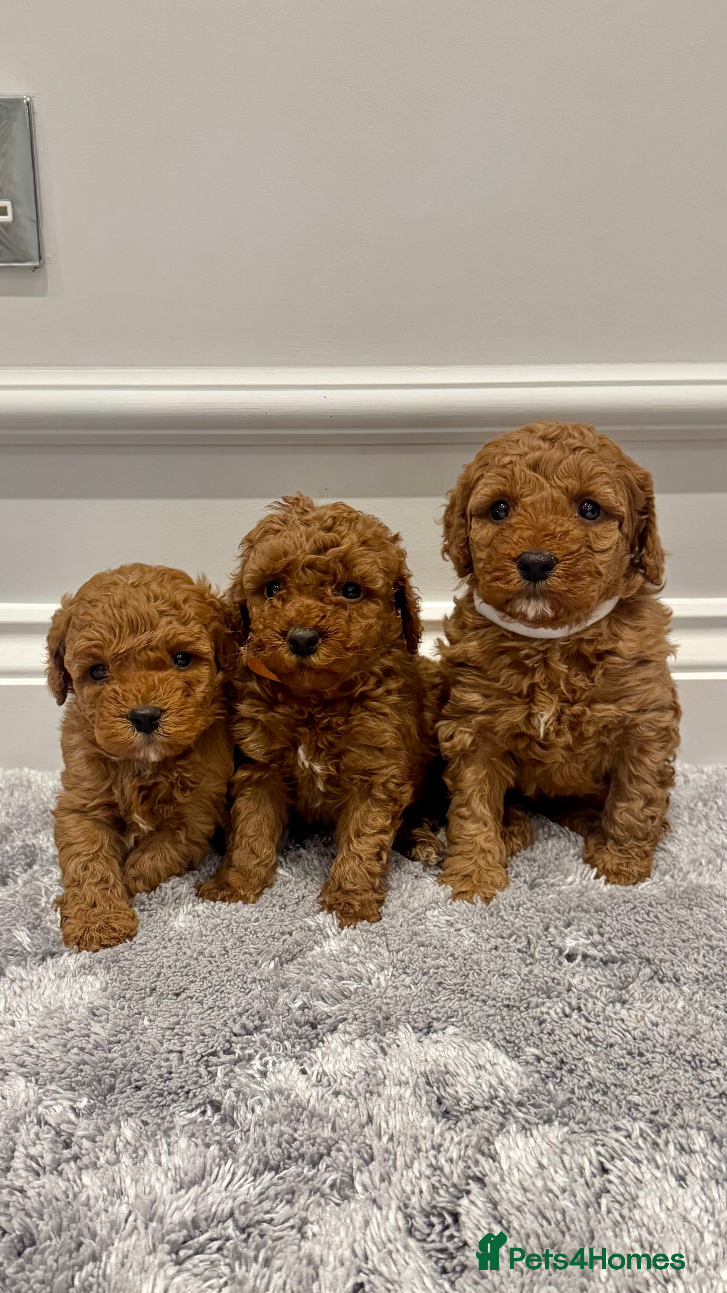 Cockapoo dogs ✨ Stunning F1b Cockerpoo Puppies Available ✨ - Advert 2
