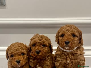 Cockapoo dogs ✨ Stunning F1b Cockerpoo Puppies Available ✨ - Advert 2