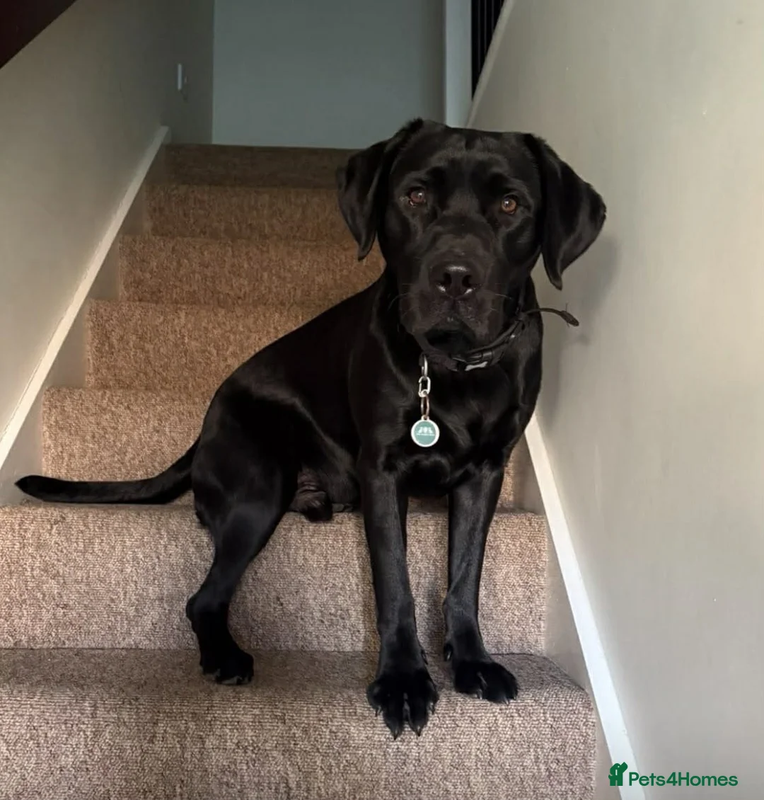 Labrador Retriever dogs for sale: Labrador Retriver girl - Advert 5