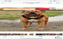 Mixed Breed dogs for sale: Beautiful staffie cross bullmastiff puppies  - Image 20