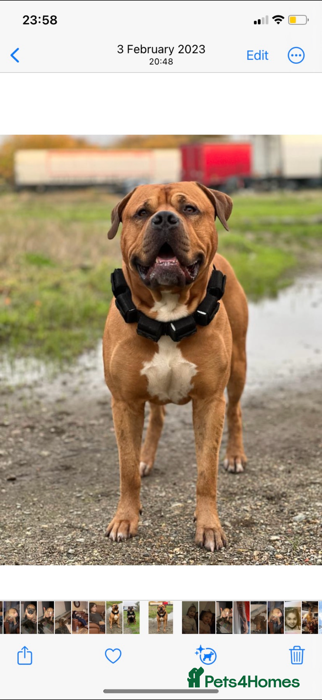 Mixed Breed dogs for sale: Beautiful staffie cross bullmastiff puppies  - Image 20
