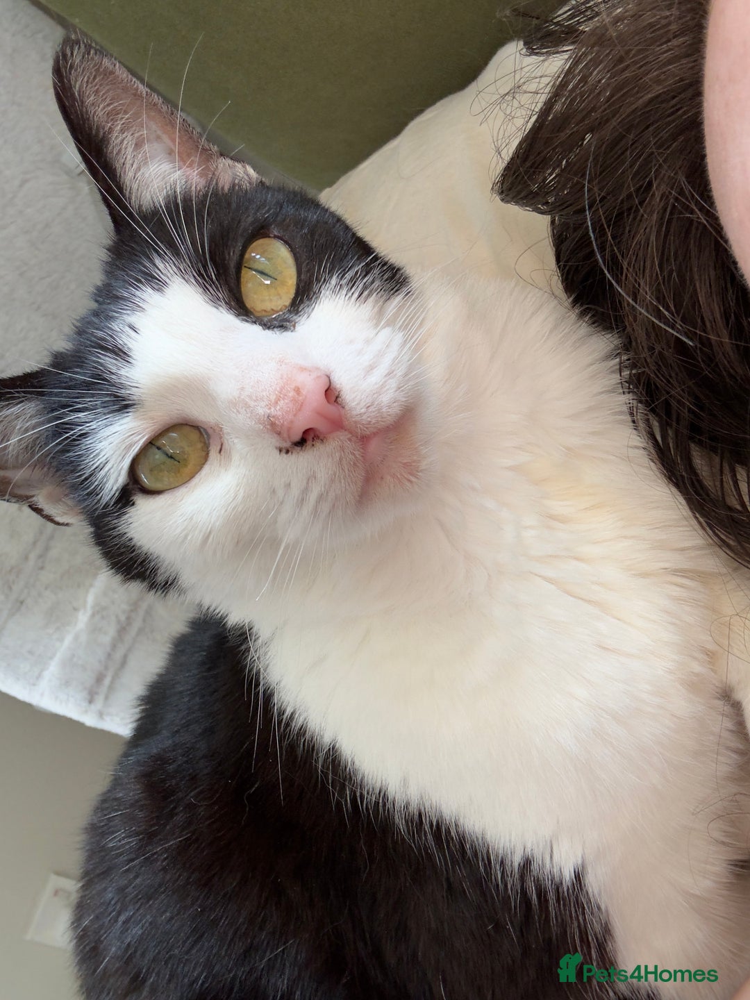 Domestic Shorthair cats for sale: Female Cat - Advert 2