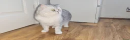 British Shorthair cats for sale: Blue eyed Golden British Shorthair female & male - Advert 20