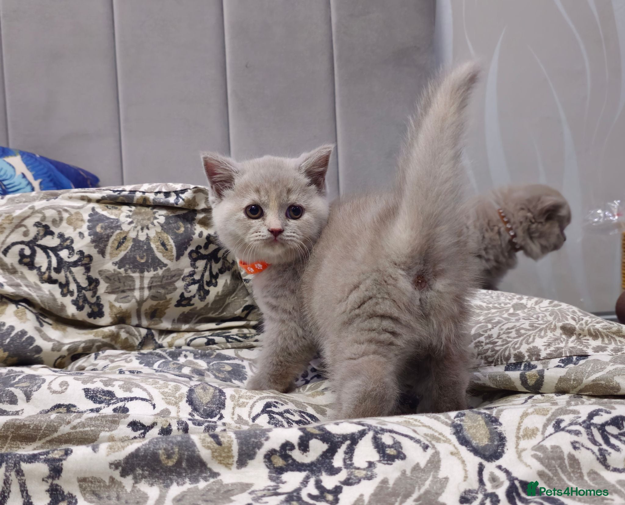 British Shorthair cats British short hair kittens  - Advert 2